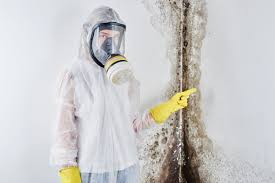 Professional Mold Removal Services in Endwell, NY